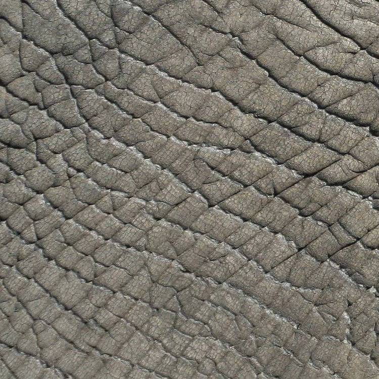 elephant skin